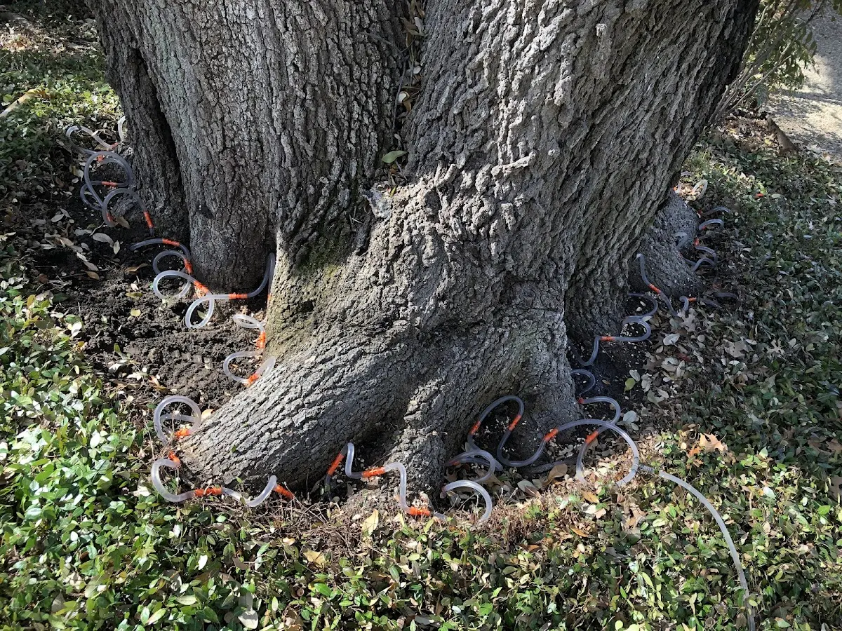 Detailed Tree Cabling and Bracing job site in Stanchfield