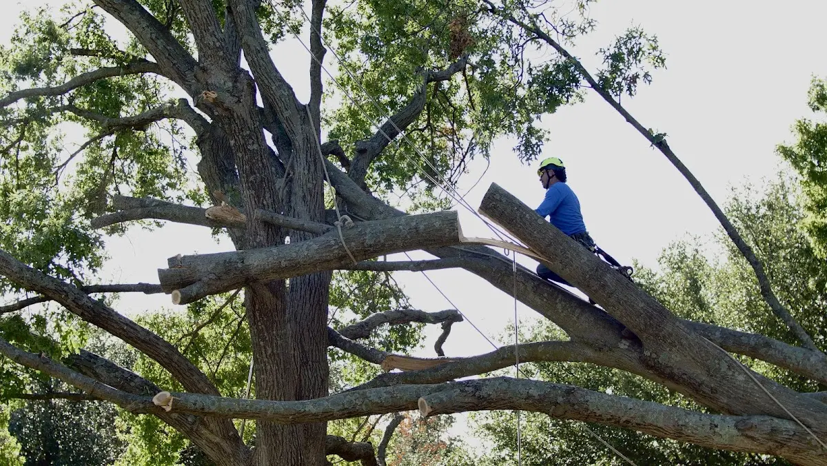 Professional Hazardous Tree Removal performed by certified arborists in Stanchfield
