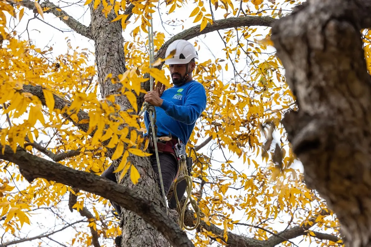 Skilled Tree Pruning crew working in Stanchfield
